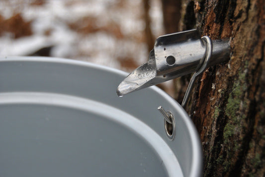 Major Breakthrough in Maple Syrup Research